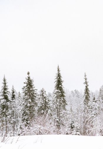 winter, winter forest Wallpaper 1640x2360