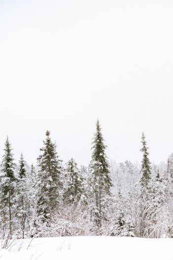 winter, winter forest Wallpaper 640x960