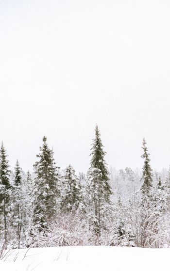 winter, winter forest Wallpaper 1752x2800
