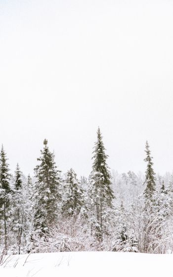 winter, winter forest Wallpaper 1200x1920