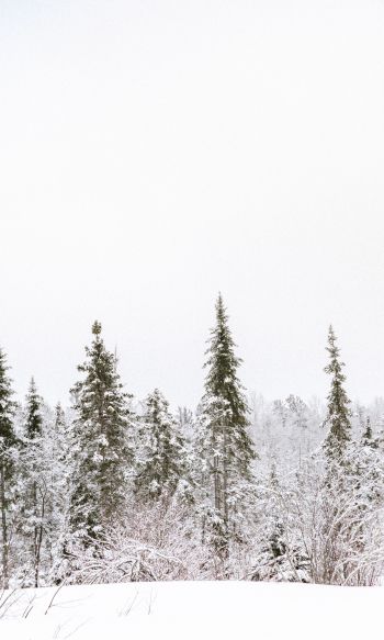 winter, winter forest Wallpaper 1200x2000