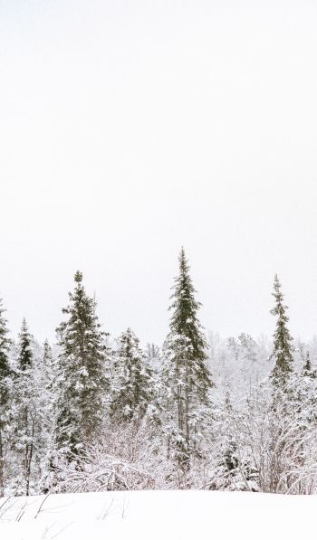 winter, winter forest Wallpaper 600x1024