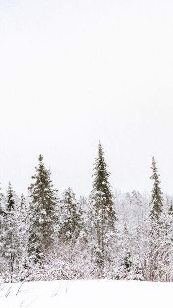 Обои 640x1136 зима, зимний лес