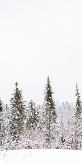 winter, winter forest Wallpaper 720x1440