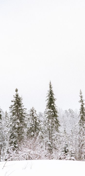 winter, winter forest Wallpaper 1080x2220