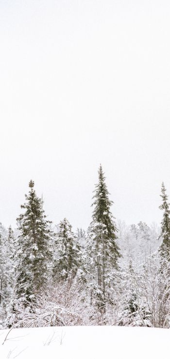 winter, winter forest Wallpaper 720x1520