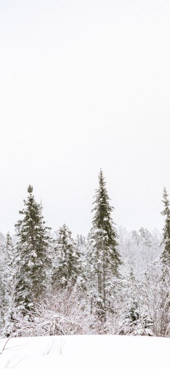 winter, winter forest Wallpaper 1170x2532
