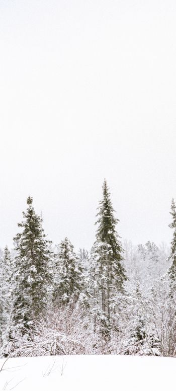 winter, winter forest Wallpaper 720x1600