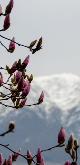 Orselina, Switzerland, landscape Wallpaper 1080x2220