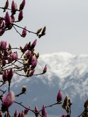 Orselina, Switzerland, landscape Wallpaper 1620x2160