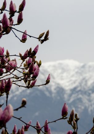 Orselina, Switzerland, landscape Wallpaper 1668x2388