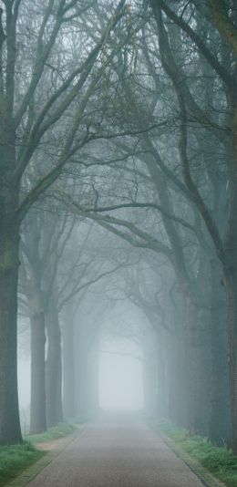 morning, mist, park Wallpaper 1080x2220
