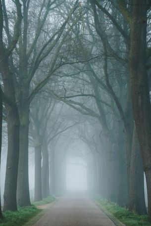 morning, mist, park Wallpaper 4913x7366