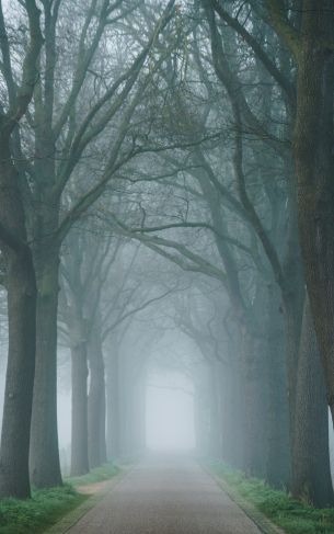 morning, mist, park Wallpaper 1752x2800