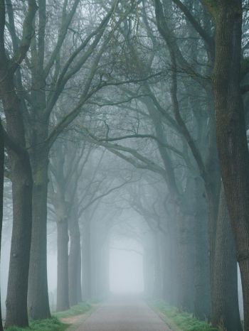 Обои 2048x2732 утро, туман, парк