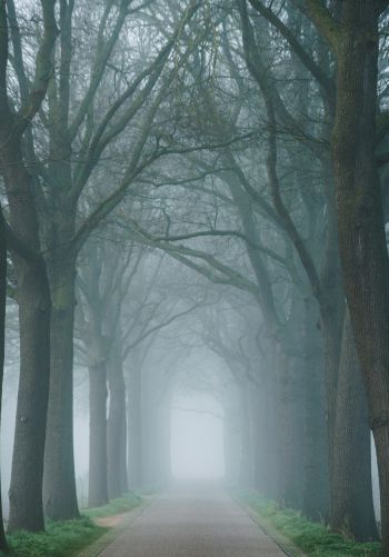 morning, mist, park Wallpaper 1668x2388
