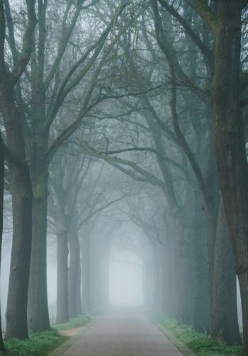 morning, mist, park Wallpaper 1640x2360