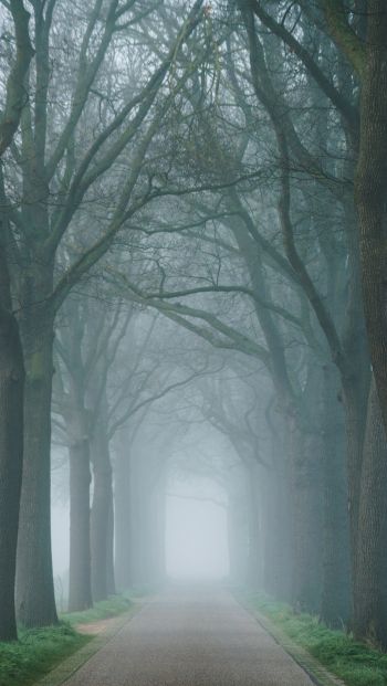 morning, mist, park Wallpaper 640x1136