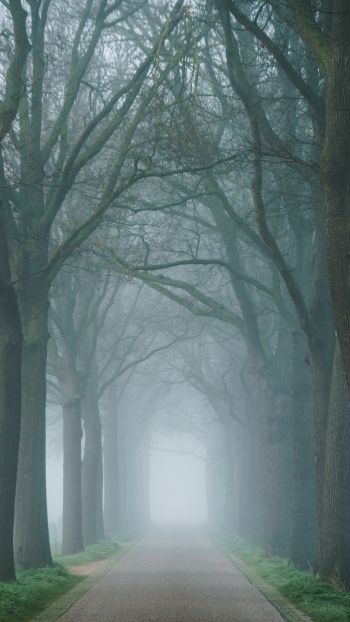 morning, mist, park Wallpaper 750x1334