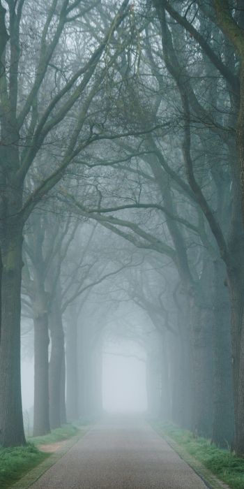 morning, mist, park Wallpaper 720x1440