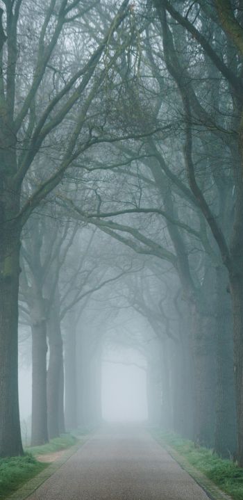 morning, mist, park Wallpaper 1440x2960