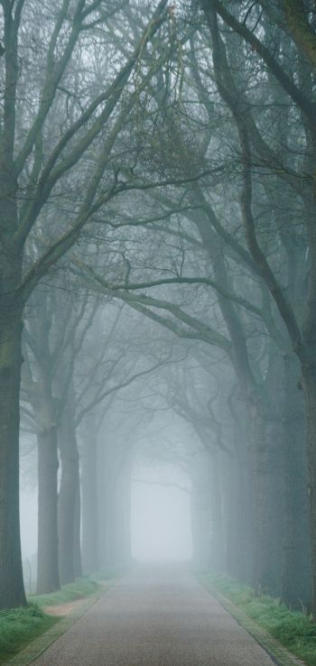 morning, mist, park Wallpaper 1440x3040