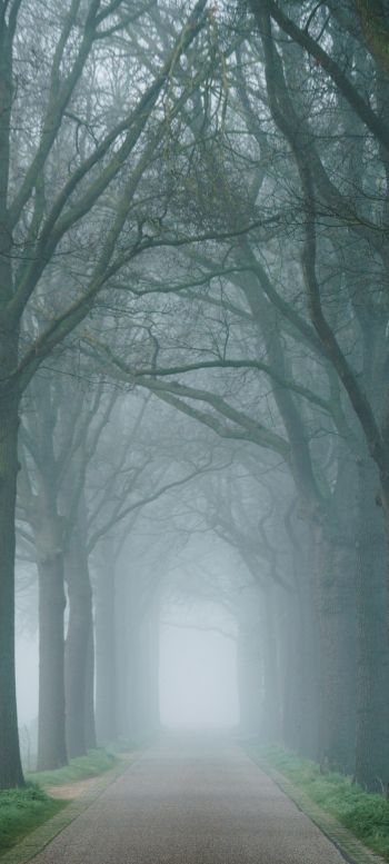 morning, mist, park Wallpaper 1080x2400