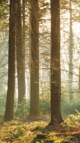 forest, nature Wallpaper 2160x3840
