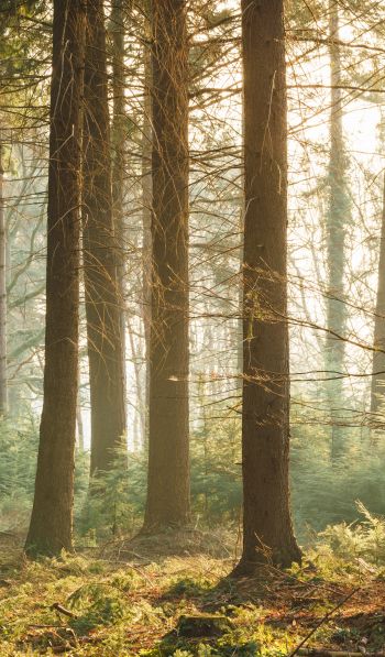 forest, nature Wallpaper 600x1024