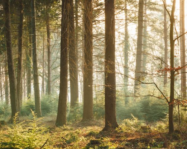 forest, nature Wallpaper 1280x1024