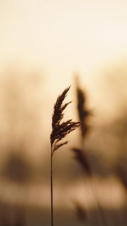 plant, reed Wallpaper 640x1136