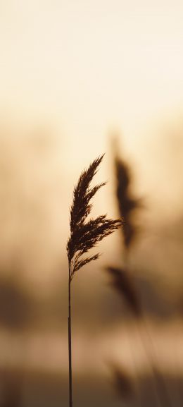 plant, reed Wallpaper 720x1600