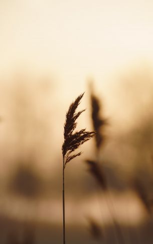 plant, reed Wallpaper 1752x2800