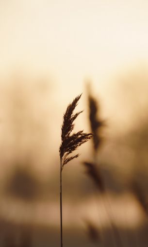 plant, reed Wallpaper 1200x2000