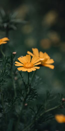 flowers, daisies Wallpaper 720x1440