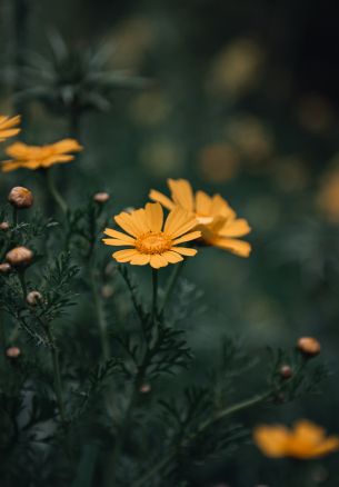 flowers, daisies Wallpaper 1640x2360