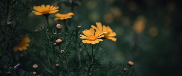 flowers, daisies Wallpaper 2560x1080