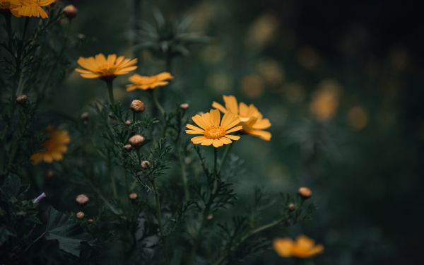 flowers, daisies Wallpaper 2560x1600