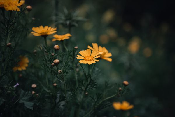 flowers, daisies Wallpaper 6016x4016