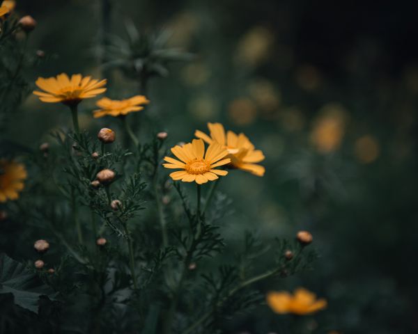 flowers, daisies Wallpaper 1280x1024