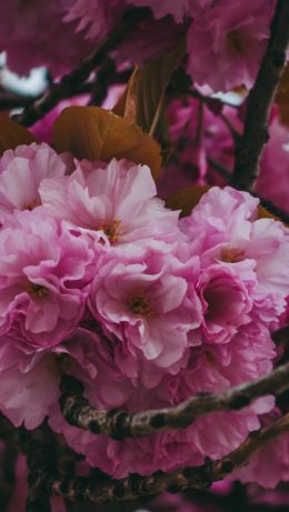 tree, bloom Wallpaper 640x1136