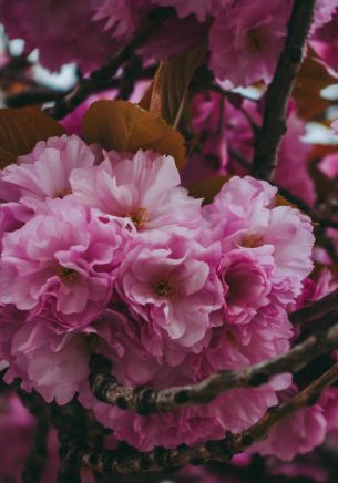 tree, bloom Wallpaper 1668x2388