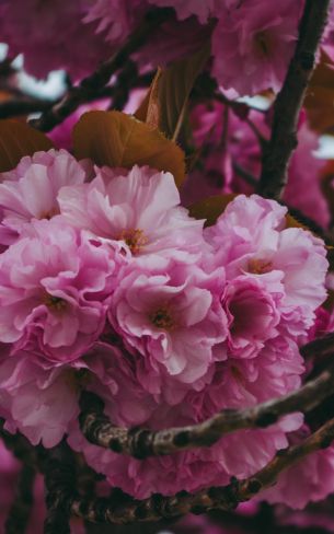 tree, bloom Wallpaper 800x1280