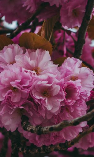 tree, bloom Wallpaper 1200x2000