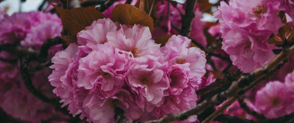 tree, bloom Wallpaper 3440x1440