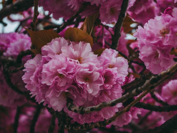 tree, bloom Wallpaper 1024x768