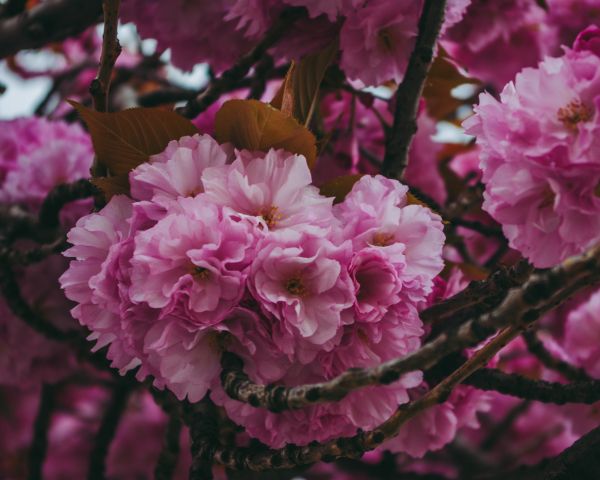 tree, bloom Wallpaper 1280x1024