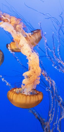 Monterey, California, USA Wallpaper 1080x2220