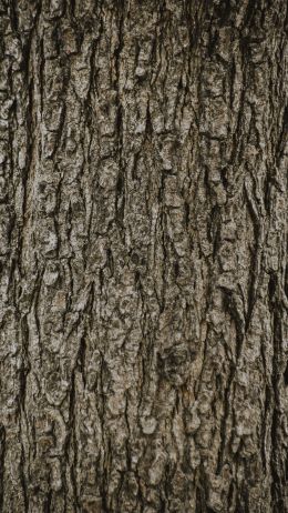 tree, trunk Wallpaper 1440x2560