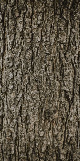 tree, trunk Wallpaper 720x1440